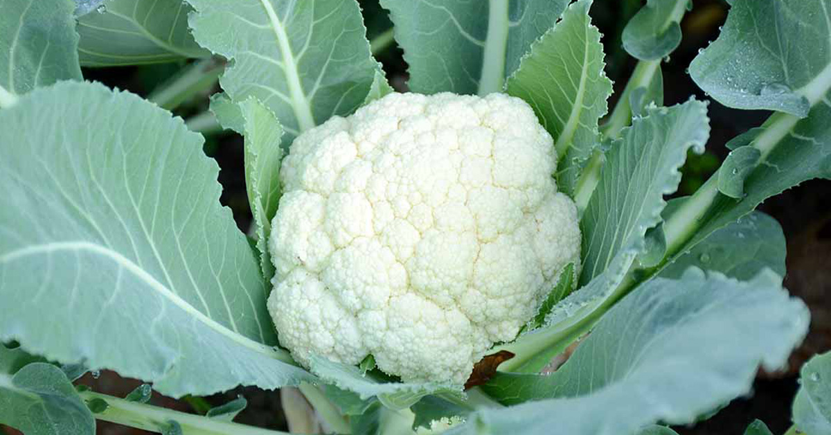 క్యాలీఫ్లవర్ సాగు విధానం ( cauliflower cultivation in telugu ) - Rythu
