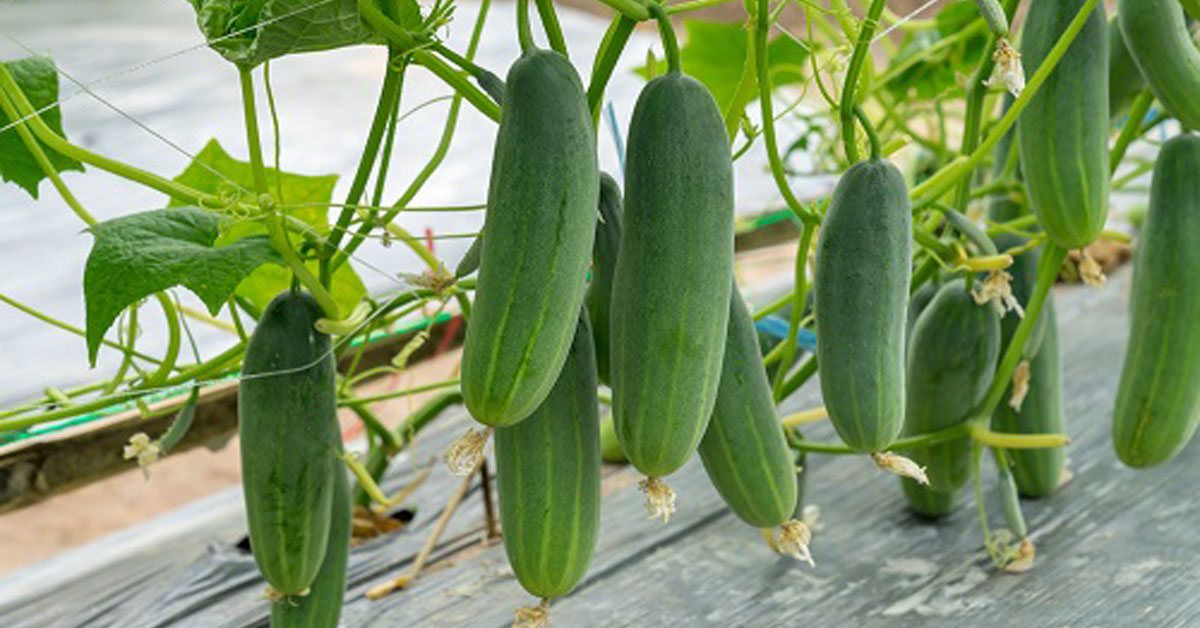 keera-dosa-cultivation-in-telugu-rythu-rajyam